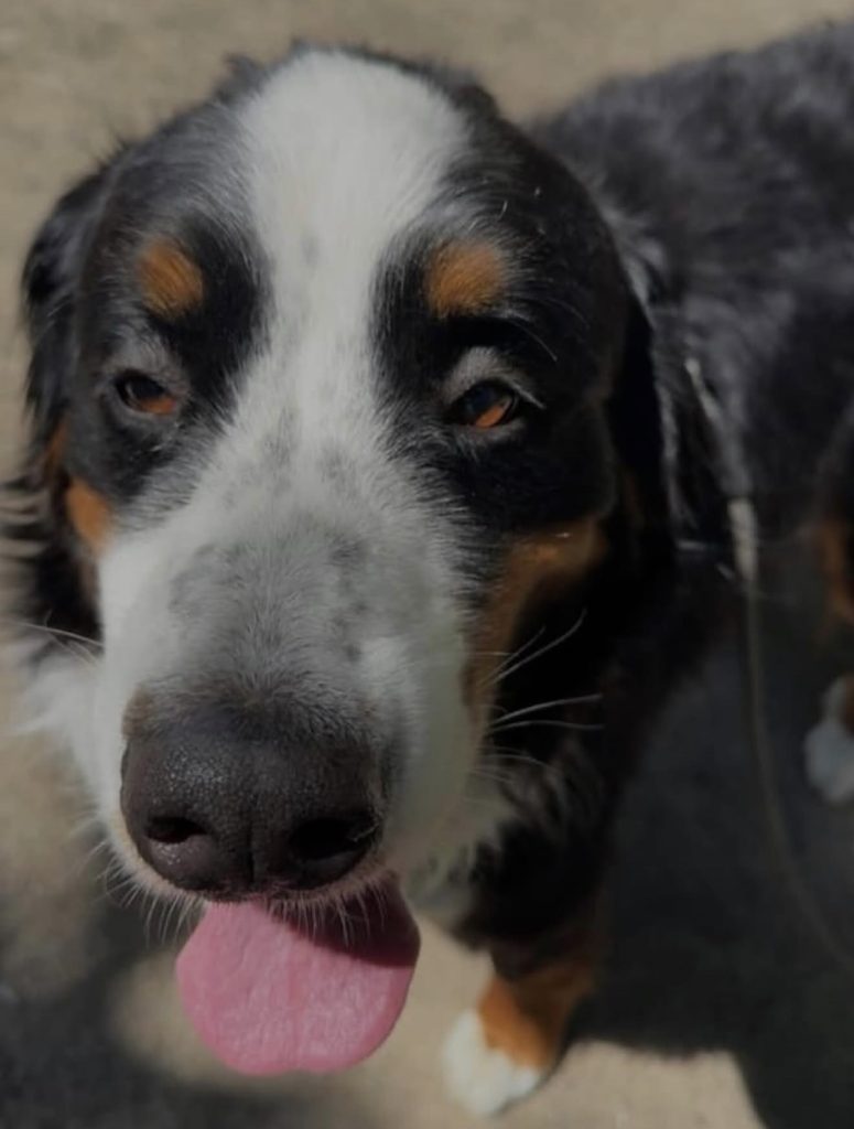 Call Tailored Tails - Black dog with white face