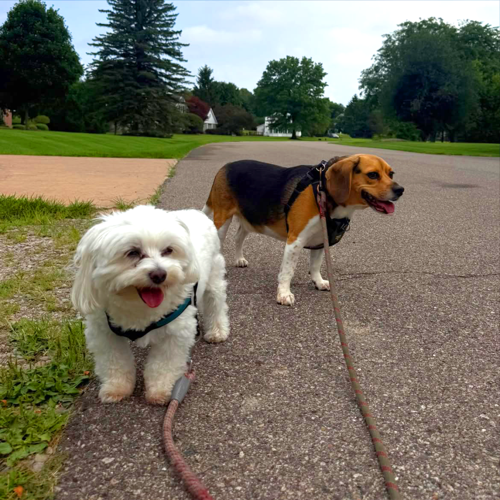 Two dogs hanging out