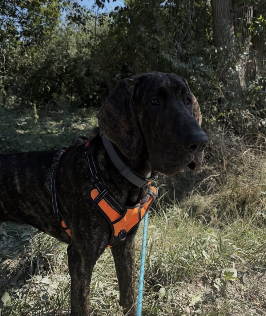 dog walking