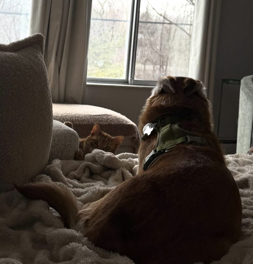 house sitting pets