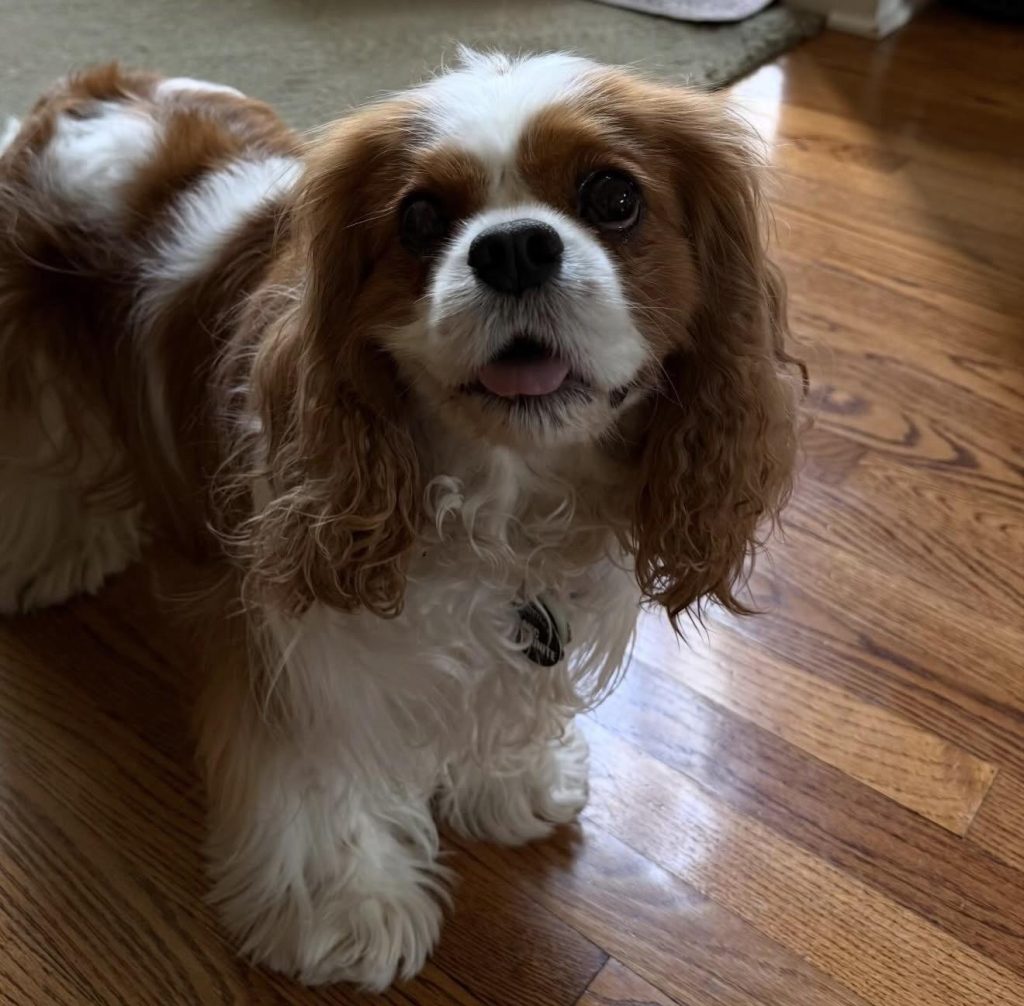 A small, fluffy dog with brown and white fur, standing on a wooden floor and looking at the camera with a playful expression.