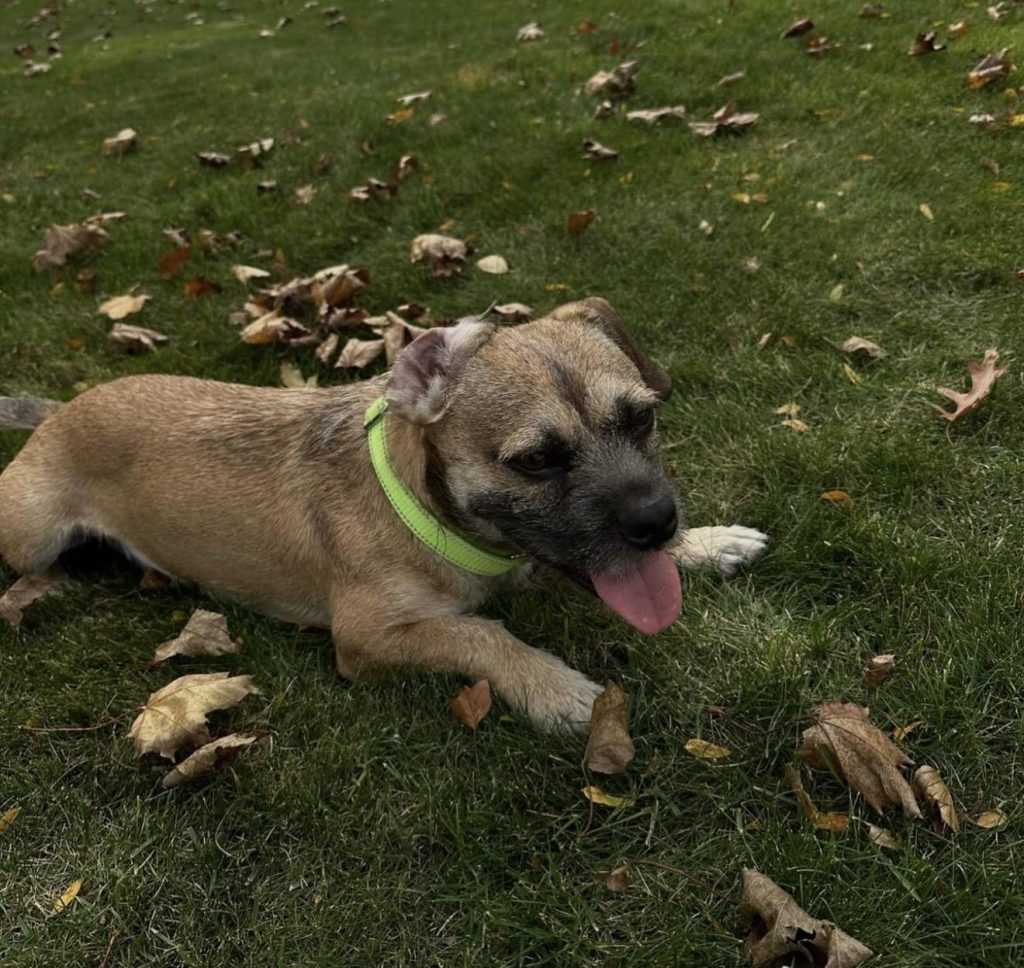 A small dog lying on grass scattered with fallen leaves, wearing a bright green collar.