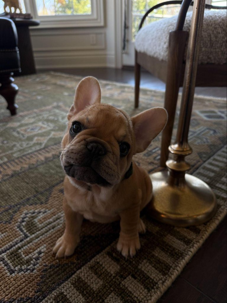 A small, tan French Bulldog puppy sitting on a patterned rug indoors.