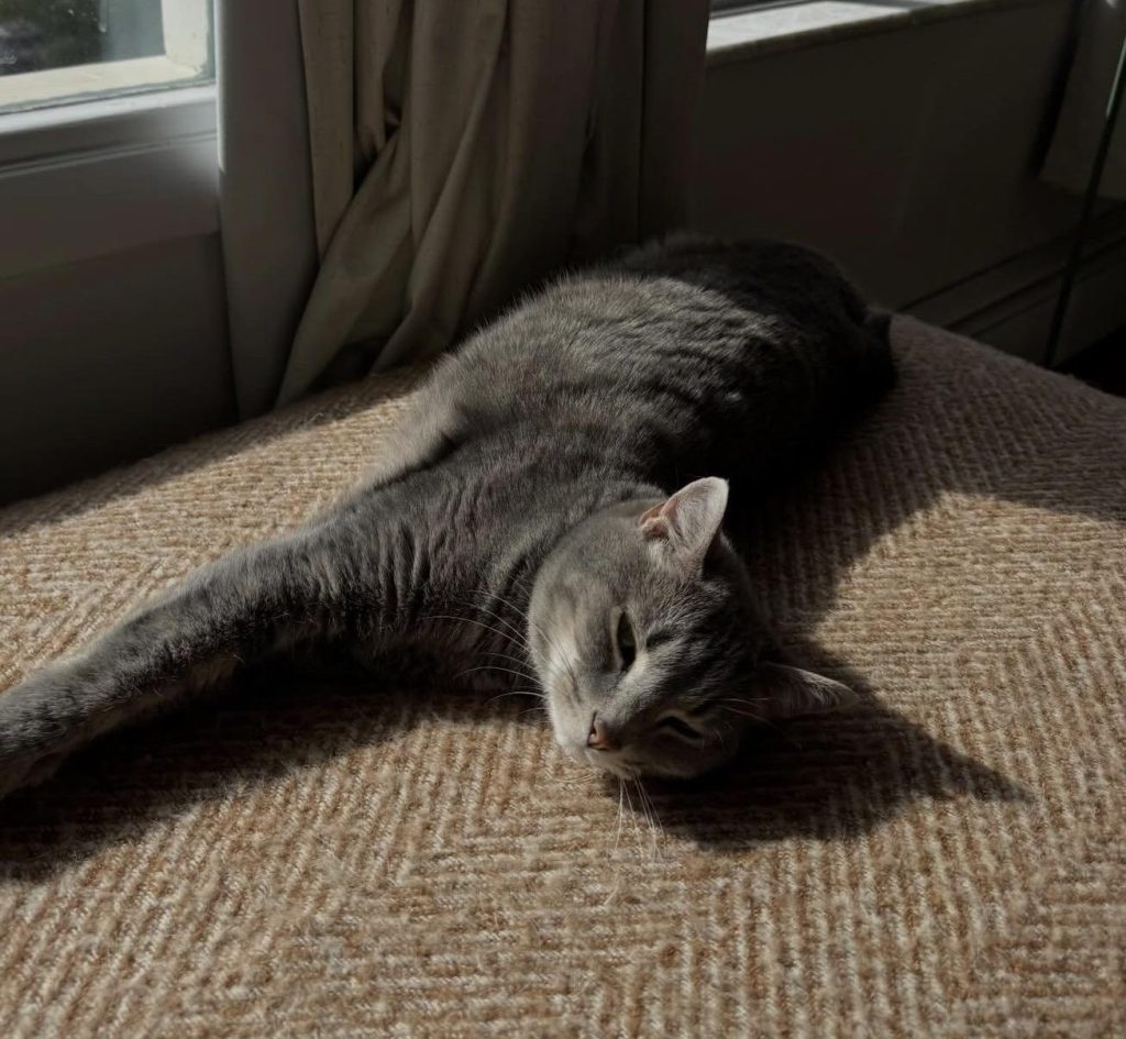 A gray cat lying stretched out on a textured surface, basking in sunlight.