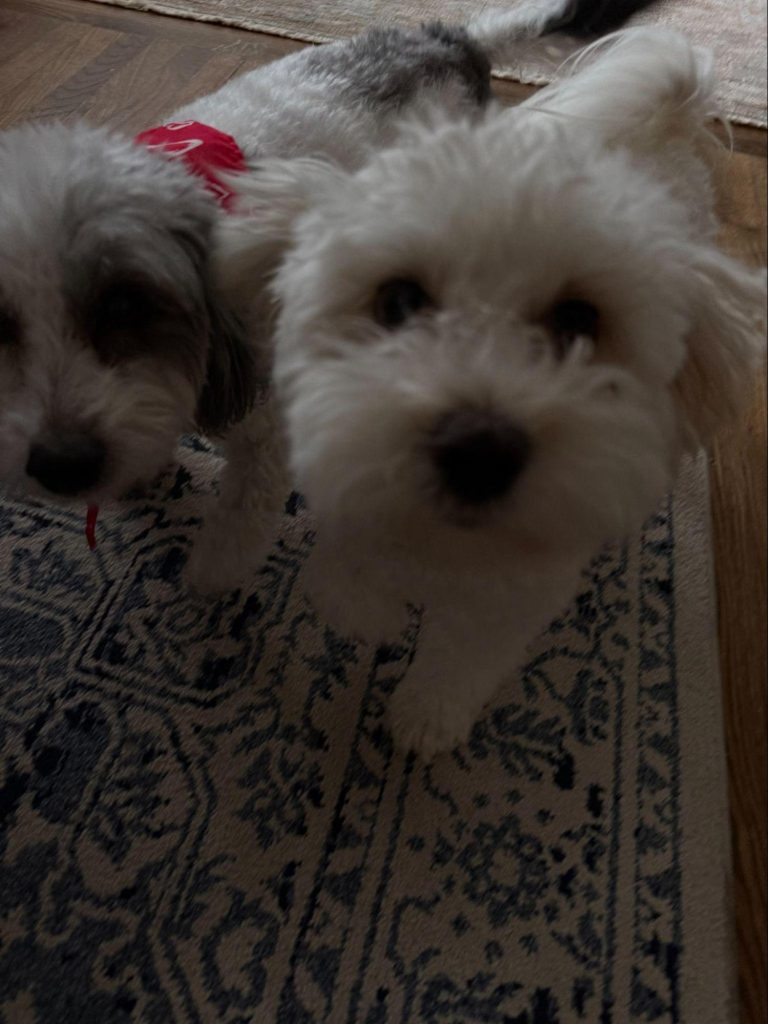 Two small, fluffy dogs are standing on a patterned rug. One is mostly white with light gray patches, while the other is gray and white.