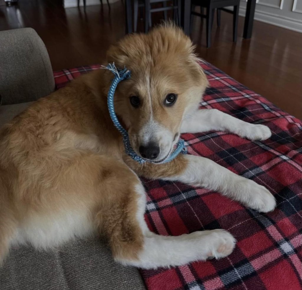 A fluffy dog lying on a blanket with a leash around its neck.