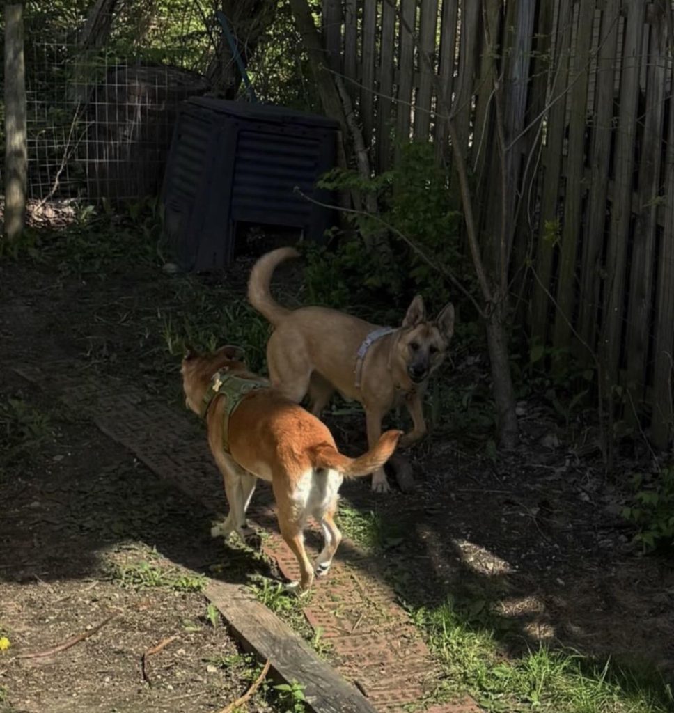 Two dogs playing in a garden area with greenery and wooden fence.