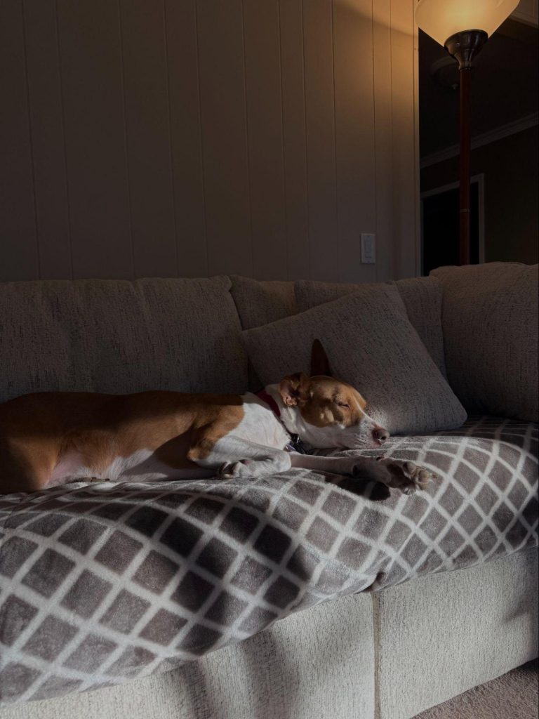 A dog lying on a couch covered with a patterned blanket.